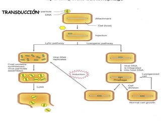 TRANSDUCCIÓN 