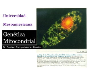 Universidad
Mesoamericana
Genética
Mitocondrial
Dr. Gustavo Enrique Méndez Morales
 