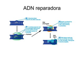 Genética molecular. Autoduplicación del ADN | PPT