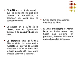  El ARN es un ácido nucleico
que se compone de una sola
cadena de nucleótidos, a
diferencia del ADN que se
compone de dos.
 El azúcar en el ARN es la
ribosa, que es ligeramente
distinta a la desoxirribosa del
ADN.
 La diferencia entre el ARN y
ADN es el tipo de bases en los
nucleótidos. En vez de la base
timina en el ADN, el ARN tiene
la base uracilo (U), que forma
enlaces solo con la adenina.
 En las céulas encontramos
tres tipos de ARN:
1. El ARN mensajero o ARNm
lleva las instrucciones para
hacer una proteína en
particular, desde el ADN en el
núcleo hasta los ribosomas.
 