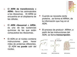 2. El ARN de transferencia o
ARNt.- lleva los aminoácidos
a los ribosomas. El ARNt se
encuentra en el citoplasma de
las células.
3. El ARN ribosomal o ARNr,
es una de las sustancias
químicas de las que están
compuestos los ribosomas.
 El ADN en el núcleo contiene
instrucciones para hacer
miles de proteínas diferentes.
El ADN no puede salir del
núcleo.
 Cuando se necesita cierta
proteína , se forma el ARNm, de
la información que hay en el
ADN.
 El proceso de producir ARNm, a
partir de las instrucciones del
ADN, se llama transcripción.
 
