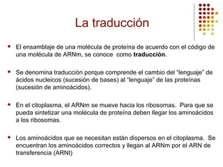 La traducción
 El ensamblaje de una molécula de proteína de acuerdo con el código de
una molécula de ARNm, se conoce como traducción.
 Se denomina traducción porque comprende el cambio del “lenguaje” de
ácidos nucleicos (sucesión de bases) al “lenguaje” de las proteínas
(sucesión de aminoácidos).
 En el citoplasma, el ARNm se mueve hacia los ribosomas. Para que se
pueda sintetizar una molécula de proteína deben llegar los aminoácidos
a los ribosomas.
 Los aminoácidos que se necesitan están dispersos en el citoplasma. Se
encuentran los aminoácidos correctos y llegan al ARNm por el ARN de
transferencia (ARNt)
 