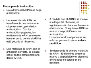 Pasos para la traducción:
1. Un extremo del ARNm se pega
al ribosoma.
2. Las moléculas de ARN de
transferencia que están en el
citoplasma recogen ciertos
aminoácidos. Con los
aminoácidos pegados, las
moléculas de ARNt se mueven
hacia el punto donde el ARNm
está pegado al ribosoma.
3. Una molécula de ARNt con el
anticodón correcto, se enlaza
con el codón complementario
den el ARNm.
4. A medida que el ARNm se mueve
a lo largo del ribosoma, el
siguiente codón hace contacto con
el ribosoma. El siguiente ARNt se
mueve a su posición con su
aminoácido.
Los aminoácidos adyacentes se
enlazan por medio de un enlace
peptídico.
5. Se desprende la primera molécula
de ARNt . El siguiente codón se
mueve a su posición y el siguiente
aminoácido se coloca en su
posición.
 
