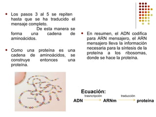 Los pasos 3 al 5 se repiten
hasta que se ha traducido el
mensaje completo.
De esta manera se
forma una cadena de
aminoácidos.
 Como una proteína es una
cadena de aminoácidos, se
construye entonces una
proteína.
 En resumen, el ADN codifica
para ARN mensajero, el ARN
mensajero lleva la información
necesaria para la síntesis de la
proteína a los ribosomas,
donde se hace la proteína.
Ecuación:
trasncripción traducción
ADN ARNm proteína
 