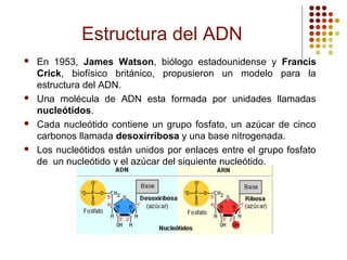 Estructura del ADN
 En 1953, James Watson, biólogo estadounidense y Francis
Crick, biofísico británico, propusieron un modelo para la
estructura del ADN.
 Una molécula de ADN esta formada por unidades llamadas
nucleótidos.
 Cada nucleótido contiene un grupo fosfato, un azúcar de cinco
carbonos llamada desoxirribosa y una base nitrogenada.
 Los nucleótidos están unidos por enlaces entre el grupo fosfato
de un nucleótido y el azúcar del siguiente nucleótido.
 