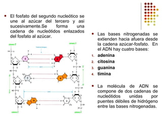  El fosfato del segundo nucleótico se
une al azúcar del tercero y asi
sucesivamente.Se forma una
cadena de nucleótidos enlazados
del fosfato al azúcar.
 Las bases nitrogenadas se
extienden hacia afuera desde
la cadena azúcar-fosfato. En
el ADN hay cuatro bases:
1. adenina
2. citosina
3. guanina
4. timina
 La molécula de ADN se
compone de dos cadenas de
nucleótidos unidas por
puentes débiles de hidrógeno
entre las bases nitrogenadas.
 