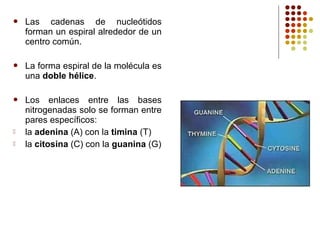 Las cadenas de nucleótidos
forman un espiral alrededor de un
centro común.
 La forma espiral de la molécula es
una doble hélice.
 Los enlaces entre las bases
nitrogenadas solo se forman entre
pares específicos:
 la adenina (A) con la timina (T)
 la citosina (C) con la guanina (G)
 