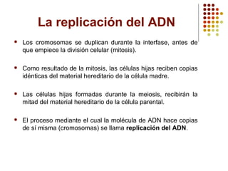 La replicación del ADN
 Los cromosomas se duplican durante la interfase, antes de
que empiece la división celular (mitosis).
 Como resultado de la mitosis, las células hijas reciben copias
idénticas del material hereditario de la célula madre.
 Las células hijas formadas durante la meiosis, recibirán la
mitad del material hereditario de la célula parental.
 El proceso mediante el cual la molécula de ADN hace copias
de sí misma (cromosomas) se llama replicación del ADN.
 