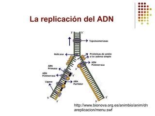 La replicación del ADN
http://www.bionova.org.es/animbio/anim/dn
areplicacion/menu.swf
 