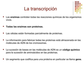 La transcripción
 Las enzimas controlan todas las reacciones químicas de los organismos
vivos.
 Todas las enzimas son proteínas.
 Las células están formadas parcialmente de proteínas.
 La información para fabricar todas las proteínas está almacenada en las
moléculas de ADN de los cromosomas.
 La sucesión de bases en las moléculas de ADN es un código químico
para la sucesión de aminoácidos en las proteínas.
 Un segmento que codifica para una proteína en particular se llama gene.
 