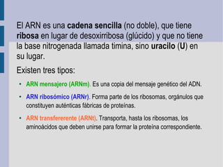 El ARN es una cadena sencilla (no doble), que tiene
ribosa en lugar de desoxirribosa (glúcido) y que no tiene
la base nitrogenada llamada timina, sino uracilo (U) en
su lugar.
Existen tres tipos:
● ARN mensajero (ARNm). Es una copia del mensaje genético del ADN.
● ARN ribosómico (ARNr). Forma parte de los ribosomas, orgánulos que
constituyen auténticas fábricas de proteínas.
● ARN transfererente (ARNt). Transporta, hasta los ribosomas, los
aminoácidos que deben unirse para formar la proteína correspondiente.
 