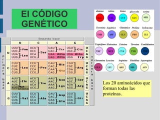 Los 20 aminoácidos que
forman todas las
proteínas.
El CÓDIGO
GENÉTICO
 