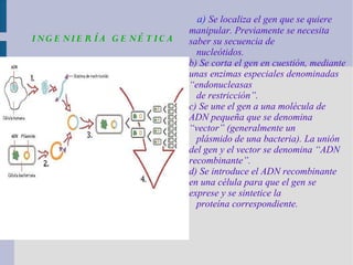 a) Se localiza el gen que se quiere
manipular. Previamente se necesita
saber su secuencia de
nucleótidos.
b) Se corta el gen en cuestión, mediante
unas enzimas especiales denominadas
“endonucleasas
de restricción”.
c) Se une el gen a una molécula de
ADN pequeña que se denomina
“vector” (generalmente un
plásmido de una bacteria). La unión
del gen y el vector se denomina “ADN
recombinante”.
d) Se introduce el ADN recombinante
en una célula para que el gen se
exprese y se sintetice la
proteína correspondiente.
INGE NIE R ÍA GE NÉ T IC A
 