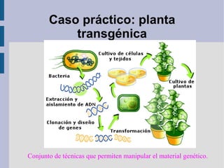 Caso práctico: planta
transgénica
Conjunto de técnicas que permiten manipular el material genético.
 