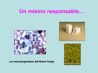 Un mismo responsable…
…un microorganismo del Reino Fungi.
 