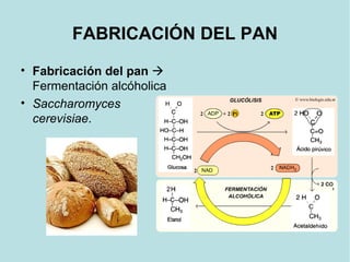 FABRICACIÓN DEL PAN
• Fabricación del pan 
Fermentación alcóholica
• Saccharomyces
cerevisiae.
 