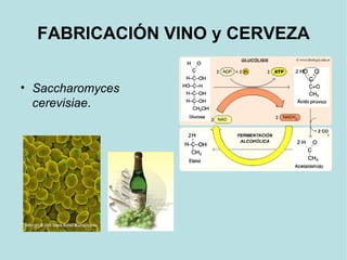 FABRICACIÓN VINO y CERVEZA
• Saccharomyces
cerevisiae.
 