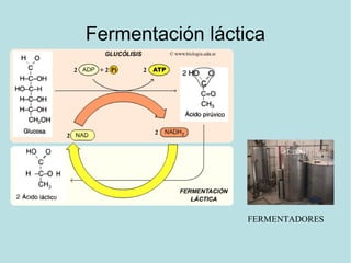 Fermentación láctica
FERMENTADORES
 