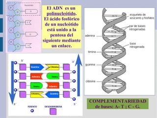 COMPLEMENTARIEDAD
de bases: A- T ; C - G.
El ADN es un
polinucleótido.
El ácido fosfórico
de un nucleótido
está unido a la
pentosa del
siguiente mediante
un enlace.
 