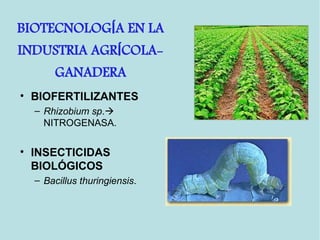 • BIOFERTILIZANTES
– Rhizobium sp.
NITROGENASA.
• INSECTICIDAS
BIOLÓGICOS
– Bacillus thuringiensis.
BIOTECNOLOG A EN LAÍ
INDUSTRIA AGR COLA-Í
GANADERA
 