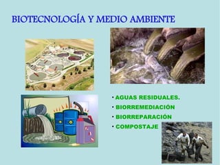 • AGUAS RESIDUALES.
• BIORREMEDIACIÓN
• BIORREPARACIÓN
• COMPOSTAJE
BIOTECNOLOG A Y MEDIO AMBIENTEÍ
 
