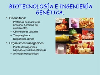 BIOTECNOLOGÍA E INGENIERÍA
GENÉTICA.
• Biosanitaria:
– Proteínas de mamíferos
(insulina, hormona del
crecimiento).
– Obtención de vacunas
– Terapia génica
– Diagnóstico clínico
• Organismos transgénicos
– Plantas transgénicas
(Agrobacterium tumefaciens).
– Animales transgénicos
 
