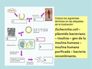 Coloca los siguientes
términos en las etiquetas
de la ilustración:
Escherichia coli –
plásmido bacteriano
– insulina – gen de la
insulina humana –
insulina humana
purificada – bacteria
recombinante.
 