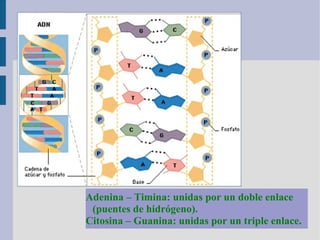 Adenina – Timina: unidas por un doble enlace
(puentes de hidrógeno).
Citosina – Guanina: unidas por un triple enlace.
 