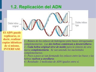 1.2. Replicación del ADN
El ADN puede
replicarse, es
decir, realizar
copias idénticas
de sí mismo.
INTERFASE
1.- Rotura de los enlaces de hidrógeno entre bases nitrogenadas
complementarias. Las dos hebras comienzan a desenrrollarse.
2.- Cada hebra original sirve de molde para la síntesis de otra
nueva complementaria. Se van uniendo los nucleótidos
complementarios.
3.- Poco a poco se van formando los enlaces entre las bases y las
hebras vuelven a enrollarse.
4.- Resultado: 2 moléculas de ADN iguales entre sí.
 