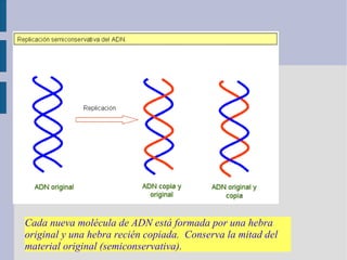 Cada nueva molécula de ADN está formada por una hebra
original y una hebra recién copiada. Conserva la mitad del
material original (semiconservativa).
 