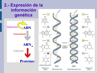 2.- Expresión de la
información
genética
 