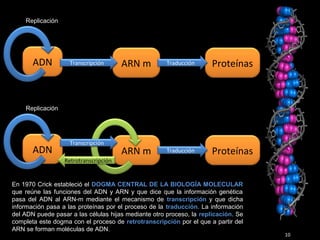 10
ADN ProteínasARN mTranscripción Traducción
Replicación
ADN ProteínasARN m Traducción
Replicación
Transcripción
Retrotranscripción
En 1970 Crick estableció el DOGMA CENTRAL DE LA BIOLOGÍA MOLECULAR
que reúne las funciones del ADN y ARN y que dice que la información genética
pasa del ADN al ARN-m mediante el mecanismo de transcripción y que dicha
información pasa a las proteínas por el proceso de la traducción. La información
del ADN puede pasar a las células hijas mediante otro proceso, la replicación. Se
completa este dogma con el proceso de retrotranscripción por el que a partir del
ARN se forman moléculas de ADN.
 