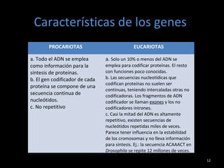 Características de los genes
12
PROCARIOTAS EUCARIOTAS
a. Todo el ADN se emplea
como información para la
síntesis de proteínas.
b. El gen codificador de cada
proteína se compone de una
secuencia continua de
nucleótidos.
c. No repetitivo
a. Solo un 10% o menos del ADN se
emplea para codificar proteínas. El resto
con funciones poco conocidas.
b. Las secuencias nucleotídicas que
codifican proteínas no suelen ser
continuas, teniendo intercaladas otras no
codificadoras. Los fragmentos de ADN
codificador se llaman exones y los no
codificadores intrones.
c. Casi la mitad del ADN es altamente
repetitivo, existen secuencias de
nucleótidos repetidas miles de veces.
Parece tener influencia en la estabilidad
de los cromosomas y no lleva información
para síntesis. Ej.: la secuencia ACAAACT en
Drosophila se repite 12 millones de veces.
 