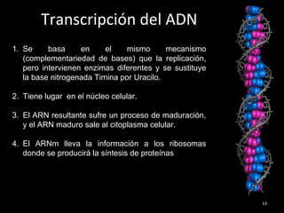 13
Transcripción del ADN
1. Se basa en el mismo mecanismo
(complementariedad de bases) que la replicación,
pero intervienen enzimas diferentes y se sustituye
la base nitrogenada Timina por Uracilo.
2. Tiene lugar en el núcleo celular.
3. El ARN resultante sufre un proceso de maduración,
y el ARN maduro sale al citoplasma celular.
4. El ARNm lleva la información a los ribosomas
donde se producirá la síntesis de proteínas
 