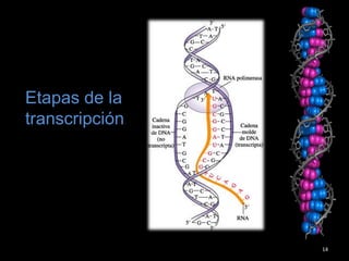 14
Etapas de la
transcripción
 