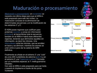Maduración o procesamiento
16
Maduración o procesamiento: en eucariotas se
necesita una última etapa para que el ARN-m
esté preparado para salir del núcleo. La
maduración consiste en la eliminación de
determinadas secuencias y en la modificación de
los extremos 3’ y 5’.
El ADN posee regiones que codifican para
proteínas (exones) y zonas sin información
(intrones); al transcribirse toda la secuencia,
también en el ARN-m habrá esas diferentes
regiones, teniendo que eliminarse aquellas sin
información, es decir los intrones. Una
ribonucleasa corta los intrones, que se enrollan
en lazos y se eliminan; mientras los exones se
unen entre sí para dar la cadena de ARN
definitiva.
Finalmente se añade en el extremo 3’ una “cola”
de unos 200 nucleótidos de adenina (poli-A) y en
el extremo 5’ una “caperuza o cabeza” formada
por un nucleótido especial, la 7- metil-guanosina
trifosfato.
Con esto el ARN-m está preparado para ser leído
y pasará al citoplasma a través de los poros
nucleares.
 