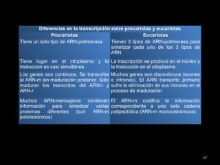 17
Diferencias en la transcripción entre procariotas y eucariotas
Procariotas Eucariotas
Tiene un solo tipo de ARN-polimerasa Tienen 3 tipos de ARN-polimerasa para
sintetizar cada uno de los 3 tipos de
ARN
Tiene lugar en el citoplasma y la
traducción es casi simultánea
La trascripción se produce en el núcleo y
la traducción en el citoplasma
Los genes son continuos. Se transcribe
el ARN-m sin maduración posterior. Solo
maduran los transcritos del ARN-t y
ARN-r
Muchos genes son discontinuos (exones
e intrones). El ARN transcrito primario
sufre la eliminación de sus intrones en el
proceso de maduración
Muchos ARN-mensajeros contienen
información para sintetizar varias
proteínas diferentes (son ARN-m
policistrónicos)
El ARN-m codifica la información
correspondiente a una sola cadena
polipeptídica (ARN-m monocistrónicos)
 