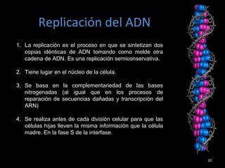 20
Replicación del ADN
1. La replicación es el proceso en que se sintetizan dos
copias idénticas de ADN tomando como molde otra
cadena de ADN. Es una replicación semiconservativa.
2. Tiene lugar en el núcleo de la célula.
3. Se basa en la complementariedad de las bases
nitrogenadas (al igual que en los procesos de
reparación de secuencias dañadas y transcripción del
ARN)
4. Se realiza antes de cada división celular para que las
células hijas lleven la misma información que la célula
madre. En la fase S de la interfase.
 
