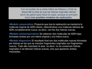 •Modelo conservativo: Proponía que tras la replicación se mantenía la
molécula original de ADN intacta, obteniéndose una molécula idéntica de
ADN completamente nueva, es decir, con las dos hebras nuevas.
•Modelo semiconservativo: Se obtienen dos moléculas de ADN hijas,
formadas ambas por una hebra original y una hebra nueva.
•Modelo dispersivo: El resultado final son dos moléculas nuevas formadas
por hebras en las que se mezclan fragmentos originales con fragmentos
nuevos. Todo ello mezclado al azar, es decir, no se conservan hebras
originales ni se fabrican hebras nuevas, sino que aparecen ambas
mezcladas.
Con el modelo de la doble hélice de Watson y Crick se
desarrolló la idea de que las hebras originales debían
servir de patrón para hacer la copia, aunque en principio
había tres posibles modelos de replicación:
 