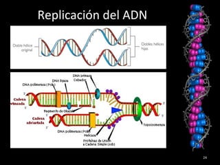 Replicación del ADN
24
 