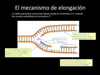 El mecanismo de elongación
La ADN polimerasa recorre las hebras molde en el sentido 3’-5’ uniendo
los nuevos nucleótidos en el extremo 3’.
3’
5’
5’
3’
3’
5’
5’
3’
3’
5’
3’
La ADN polimerasa necesita un
fragmento de ARN (cebador o
primer) con el extremo 3’ libre
para iniciar la síntesis.
Una de las hebras se
sintetiza de modo contínuo.
Es la conductora o lider.
Fragmentos de
Okazaki
La otra hebra se sintetiza de modo
discontinuo formándose fragmentos que
se unirán más tarde. Es la retardada.
 