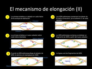 El mecanismo de elongación (II)
1 2
3 4
5 6
La primasa sintetiza un cebador en cada hebra
de la burbuja de replicación.
Las ADN polimerasa comienzan la síntesis de
la hebra conductora por el extremo 3’ de cada
cebador.
La primasa sintetiza un nuevo cebador sobre
cada hebra retardada.
La ADN polimerasa comienza a sintetizar un
fragmento de ADN a partir del nuevo cebador.
Cuando la ADN polimerasa llega al cebador de
ARN, lo elimina y lo reemplaza por ADN.
La ligasa une los fragmentos de ADN.
Nuevo cebador
Cebador
Ligasas
Hebra retardada
Hebra retardada
Primasas
Cebador
Nuevo cebador
 