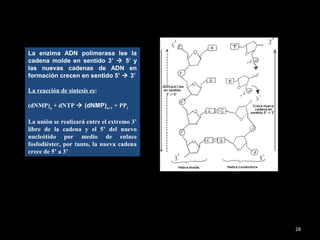 28
La enzima ADN polimerasa lee la
cadena molde en sentido 3’  5’ y
las nuevas cadenas de ADN en
formación crecen en sentido 5’  3’
La reacción de síntesis es:
(dNMP)n
+ dNTP  (dNMP)n+1
+ PPi
La unión se realizará entre el extremo 3’
libre de la cadena y el 5’ del nuevo
nucleótido por medio de enlace
fosfodiéster, por tanto, la nueva cadena
crece de 5’ a 3’
 