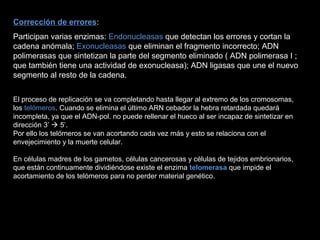 Corrección de erroresCorrección de errores:
Participan varias enzimas: Endonucleasas que detectan los errores y cortan la
cadena anómala; Exonucleasas que eliminan el fragmento incorrecto; ADN
polimerasas que sintetizan la parte del segmento eliminado ( ADN polimerasa I ;
que también tiene una actividad de exonucleasa); ADN ligasas que une el nuevo
segmento al resto de la cadena.
El proceso de replicación se va completando hasta llegar al extremo de los cromosomas,
los telómeros. Cuando se elimina el último ARN cebador la hebra retardada quedará
incompleta, ya que el ADN-pol. no puede rellenar el hueco al ser incapaz de sintetizar en
dirección 3’  5’.
Por ello los telómeros se van acortando cada vez más y esto se relaciona con el
envejecimiento y la muerte celular.
En células madres de los gametos, células cancerosas y células de tejidos embrionarios,
que están continuamente dividiéndose existe el enzima telomerasa que impide el
acortamiento de los telómeros para no perder material genético.
 