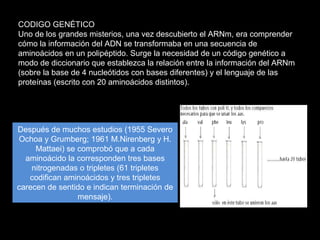 CODIGO GENÉTICO
Uno de los grandes misterios, una vez descubierto el ARNm, era comprender
cómo la información del ADN se transformaba en una secuencia de
aminoácidos en un polipéptido. Surge la necesidad de un código genético a
modo de diccionario que establezca la relación entre la información del ARNm
(sobre la base de 4 nucleótidos con bases diferentes) y el lenguaje de las
proteínas (escrito con 20 aminoácidos distintos).
Después de muchos estudios (1955 Severo
Ochoa y Grumberg; 1961 M.Nirenberg y H.
Mattaei) se comprobó que a cada
aminoácido la corresponden tres bases
nitrogenadas o tripletes (61 tripletes
codifican aminoácidos y tres tripletes
carecen de sentido e indican terminación de
mensaje).
 