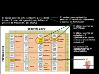 •61 codones para aminoácidos
(existen 20 aminoácidos diferentes)
•3 codones de terminación
 