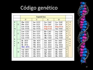 Código genético
37
 