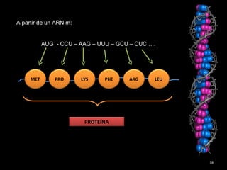 38
AUG - CCU – AAG – UUU – GCU – CUC ….
A partir de un ARN m:
MET PRO LEULYS PHE ARG
PROTEÍNA
 
