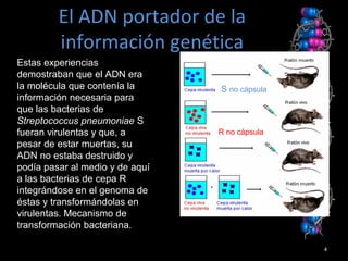 4
Estas experiencias
demostraban que el ADN era
la molécula que contenía la
información necesaria para
que las bacterias de
Streptococcus pneumoniae S
fueran virulentas y que, a
pesar de estar muertas, su
ADN no estaba destruido y
podía pasar al medio y de aquí
a las bacterias de cepa R
integrándose en el genoma de
éstas y transformándolas en
virulentas. Mecanismo de
transformación bacteriana.
El ADN portador de laEl ADN portador de la
información genéticainformación genética
S no cápsula
R no cápsula
 