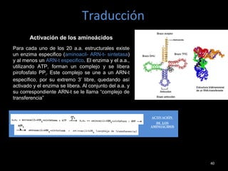 Traducción
40
ACTIVACIÓN
DE LOS
AMINOÁCIDOS
Activación de los aminoácidos
Para cada uno de los 20 a.a. estructurales existe
un enzima especifico (aminoacil- ARN-t- sintetasa)
y al menos un ARN-t especifico. El enzima y el a.a.,
utilizando ATP, forman un complejo y se libera
pirofosfato PPi
. Este complejo se une a un ARN-t
específico, por su extremo 3’ libre, quedando así
activado y el enzima se libera. Al conjunto del a.a. y
su correspondiente ARN-t se le llama “complejo de
transferencia”
 